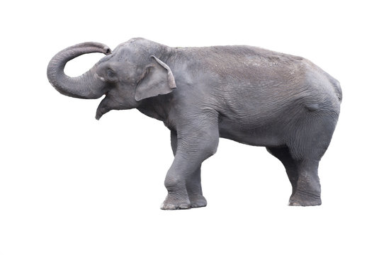 The indian elephant isolated on white background/