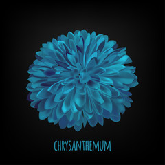 Dark luminous Chrysanthemum flower background.