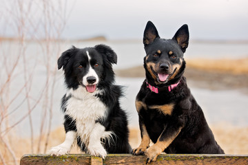 Two short dogs posing on bench