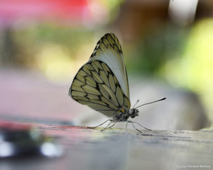Borboleta