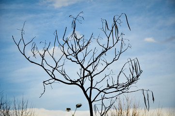 single bare tree, like silhouette, with blue clouded sky on cold winter day