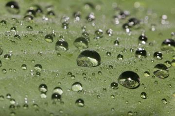 Morning dew