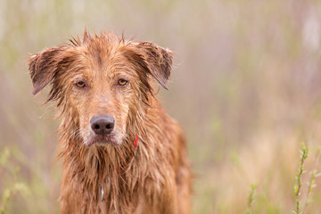 Wet Dog Scowling
