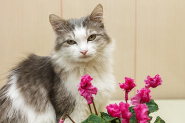 Gray cat, sitting near the flower, against the wall. Selective focus