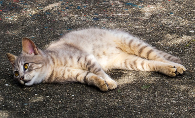 A cute relaxing cat in the shadow on a big tree during a warm sunny day.