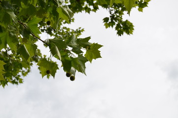 Hojas buscando el cielo