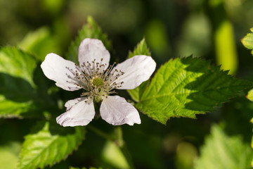 Blüte der Brombeere