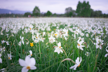 White narcissuses flowering on green spring field in natural park