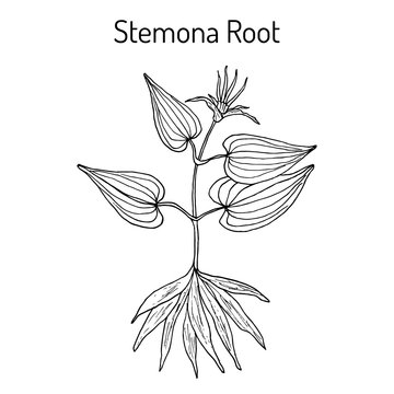 Stemona tuberosa, medicinal plant