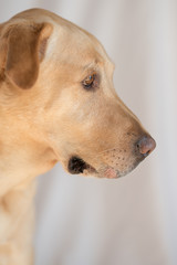 Yellow Labrador dog