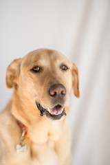 Yellow Labrador dog