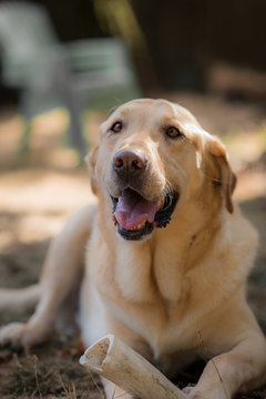 Happy Yellow Labrador Dog With Bone Outside