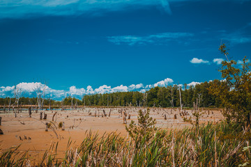 Landscape of a swamp with broken trees and gulls