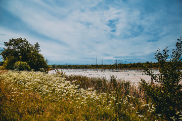 Landscape of a swamp with broken trees and gulls