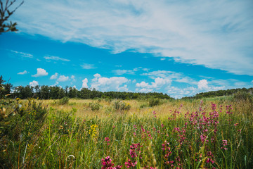 Obraz premium Summer landscape - flowering meadows and fields against a background of clouds