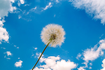 white dandelion against the sky and clouds