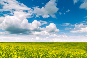 Summer landscape - flowering meadows and fields against a background of clouds