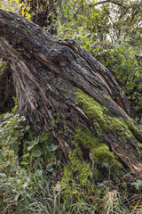 Naklejka premium Old tree with ivy and other plants