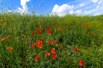 Landscape field with red poppies against the background of mountains and clouds