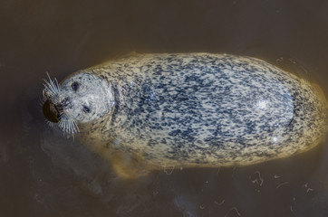 Young Harbor Seal in the bay swimming around looking up