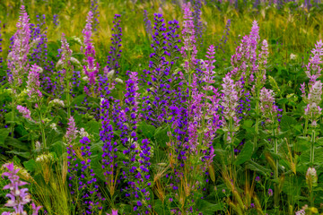 Naklejka premium flowering of purple flowers in summer on a meadow