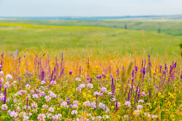 Summer landscape - flowering meadows and fields against a background of clouds
