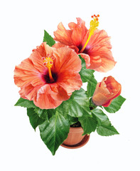 potted pink hibiscus flowers isolated on white background