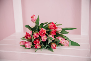 Beautiful pion-shaped tulips on a pink background