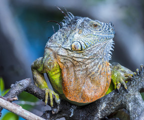 Iguana