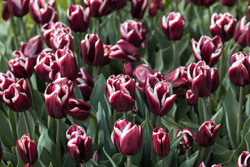 Abstract background . Purplel tulips flowers blooming in a park