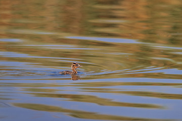juvenile great crested grebe (podiceps cristatus)
