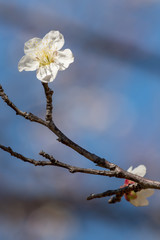 ウメと青空