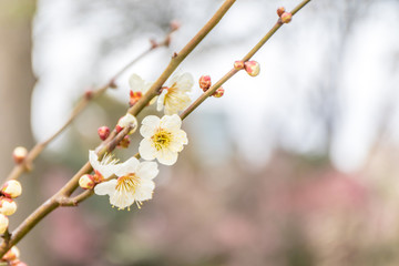 梅の花とツボミ