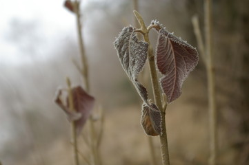 Grenzstein Grenze Stein Königlicher Wald