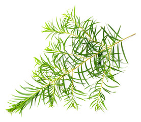 fresh tea tree leaves isolated on white
