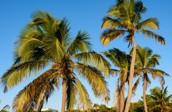 Coconut palm trees; beautiful tropical background