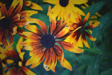  yellow flower hidden behind the fence