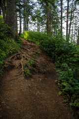 Snarled tree roots on a lush hiking trail at the Oregon Coast
