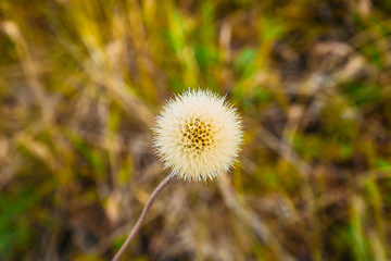 white dandelion on grass background on meadow in summer