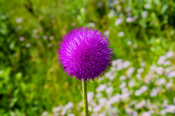 macro shot of a flower of purple thistles