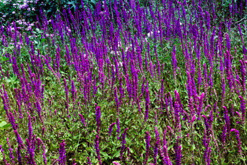 flowering of purple flowers in summer on a meadow