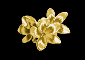 Gold flower on a black background .