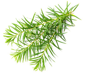 fresh tea tree leaves isolated on white