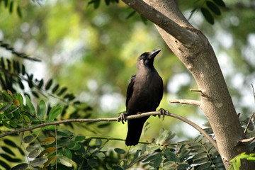 Common Raven