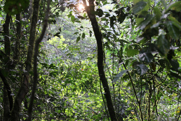 promienie słoneczne przedzierające się przez zieleń dżungli