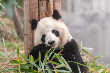 Plakat panda