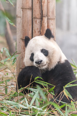 panda