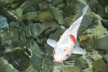 Beautiful Swimming Koi