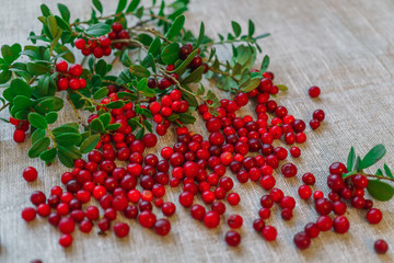 Berries of red cowberry along with twigs with green leaves.