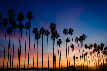Tropical Beach sunset with Palm trees in Santa Barbara, California - 193463892